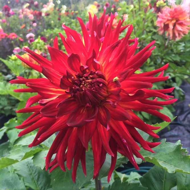 Dahlia Manhattan Island
